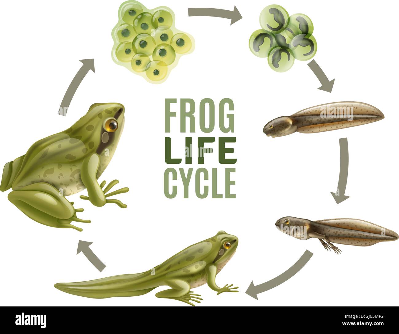 Rana ciclo di vita fasi set realistico con animale adulto fertilizzato uova massa di gelatina tadpole froglet illustrazione vettore Illustrazione Vettoriale