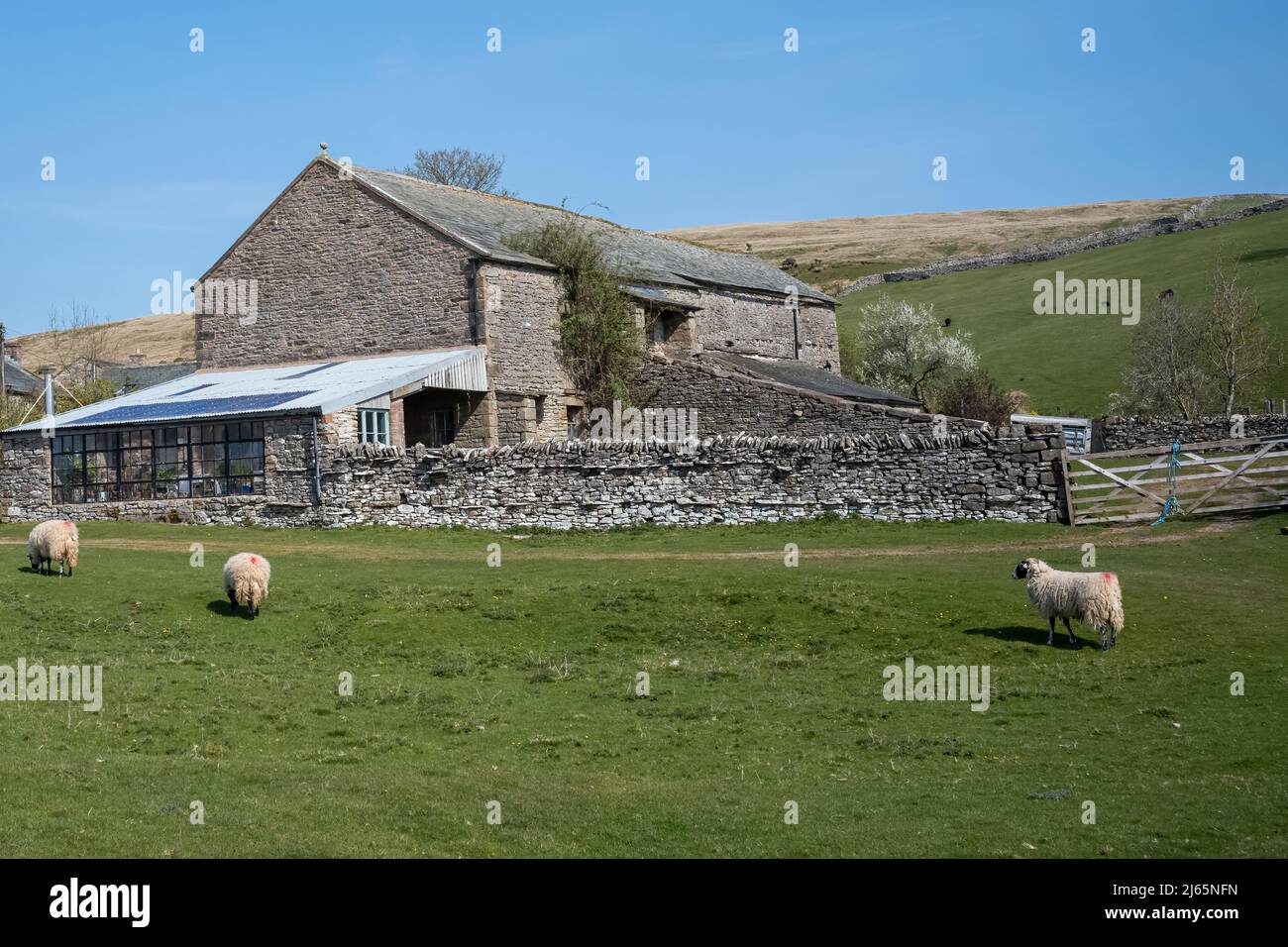 Pecore che pascolo fuori di un edificio fattoria sostanziale sotto Ash Fell, Ravenstonedale, Upper Lune Valley, Yorkshire Dales National Park, Regno Unito Foto Stock