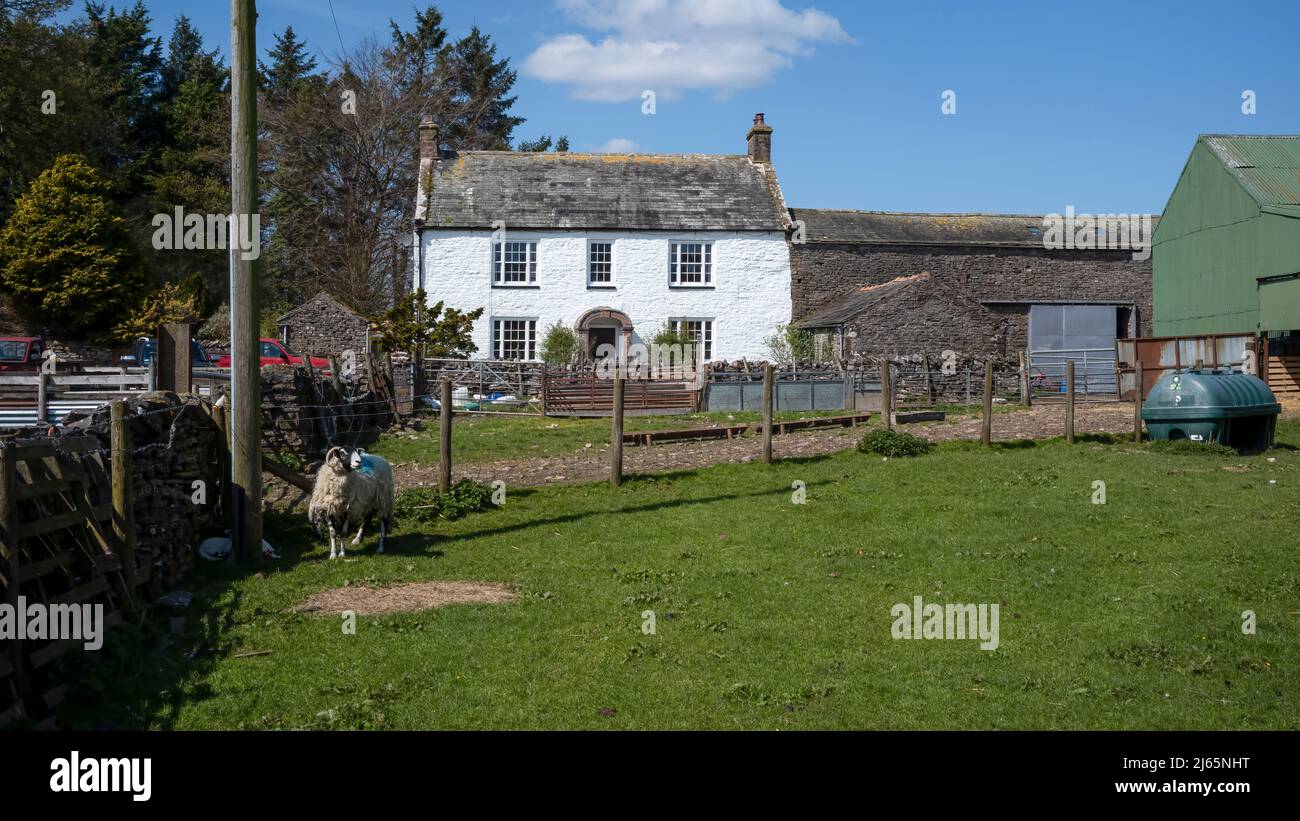 Una pecora di paura con i suoi agnelli, Ashfield Farm, Ravenstonedale, Upper Lune Valley, Yorkshire Dales National Park, Regno Unito Foto Stock