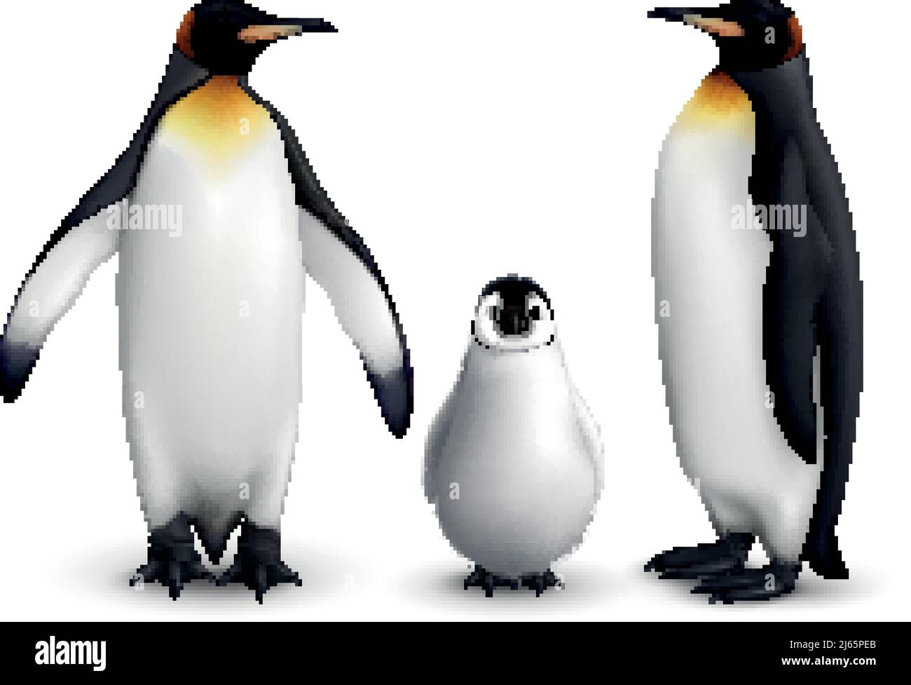 Famiglia dei pinguini del re con immagine realistica del closeup del pulcino con l'adulto illustrazione vettoriale con vista frontale e laterale degli uccelli Illustrazione Vettoriale
