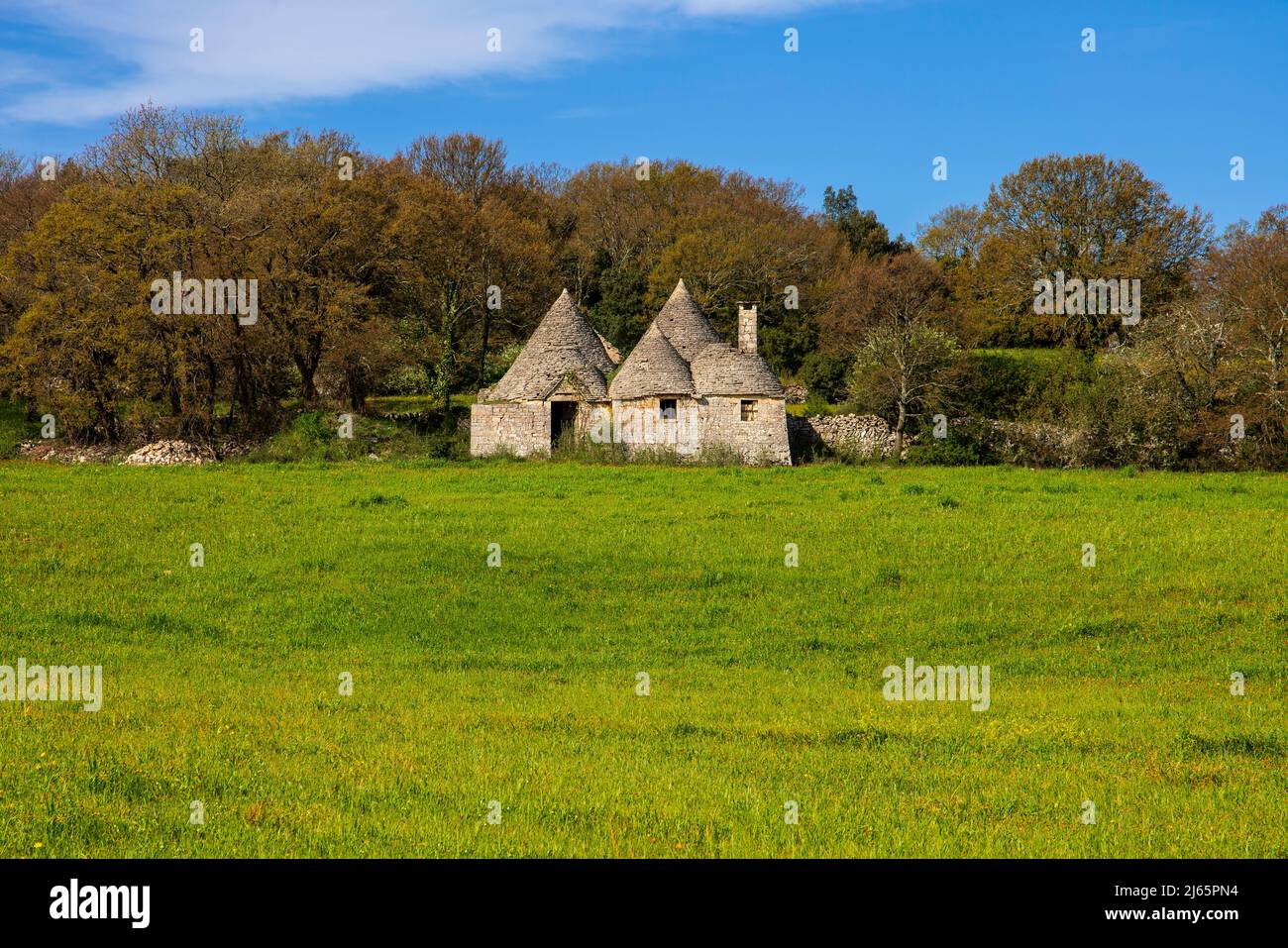 Trulli dimore in Puglia, campagna, ulivo e edificio tradizionale. Salento, Puglia, Italia meridionale. I trulli sono tradizionali capanne a secco in pietra w Foto Stock