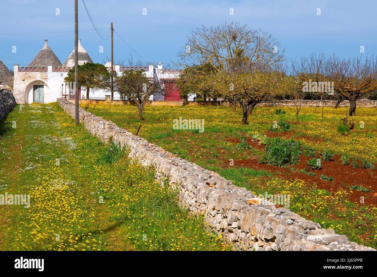 Trulli dimore in Puglia, campagna, ulivo e edificio tradizionale. Salento, Puglia, Italia meridionale. I trulli sono tradizionali capanne a secco in pietra w Foto Stock