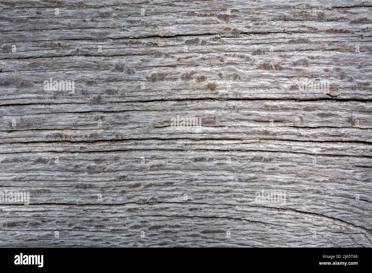 Asse in legno grigio testurizzato con crepe per il design. Spazio di copia per il testo Foto Stock