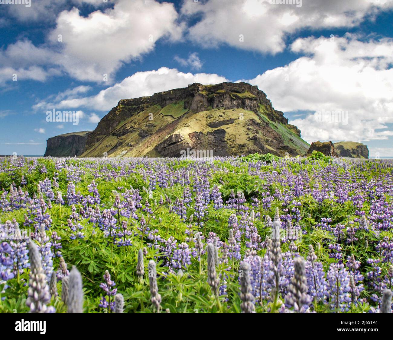 Hjörleifshöfði im Sommer mit blühenden Lupinen. Foto Stock