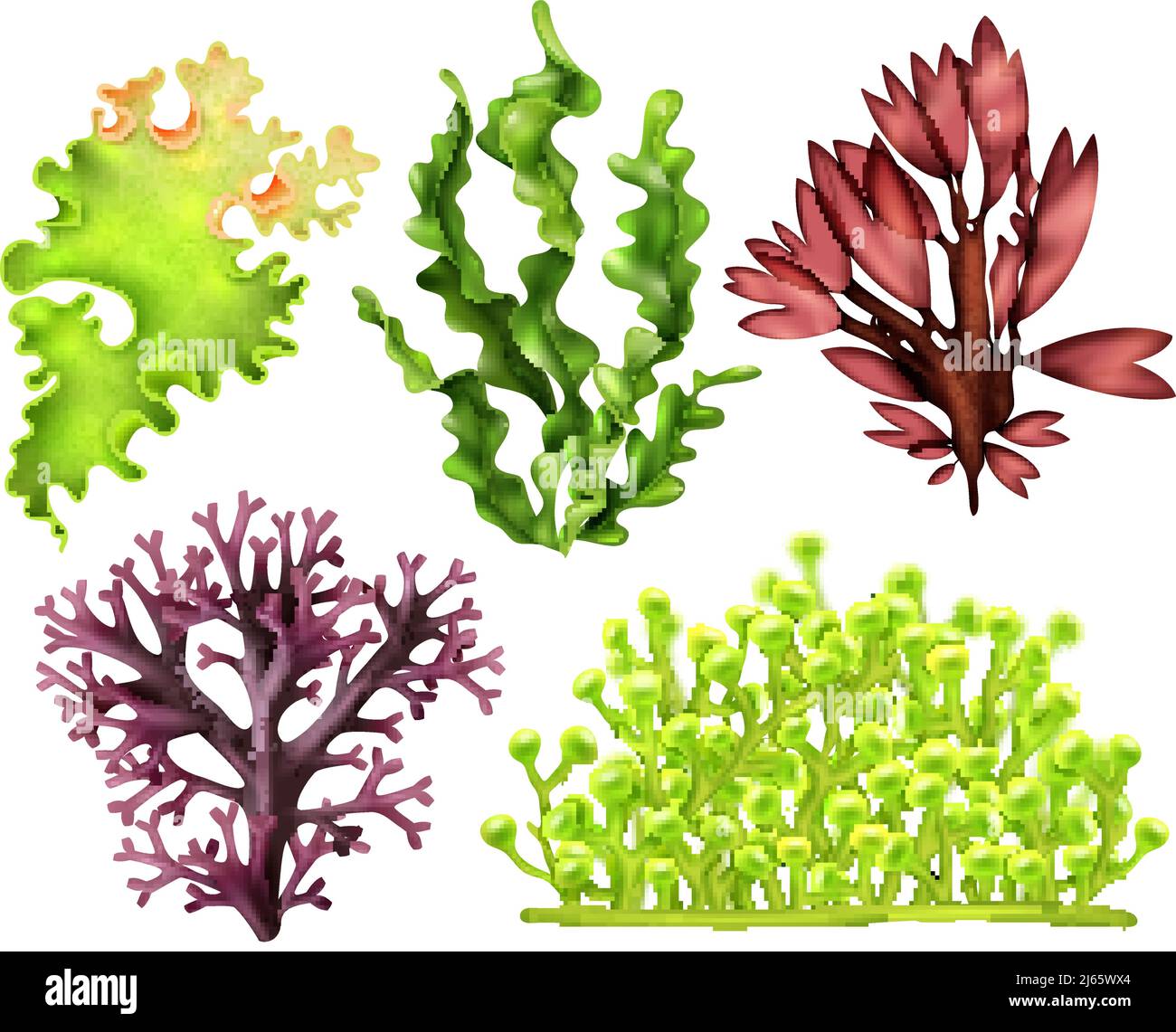 Insieme di erbacce marine realistiche, tra cui l'illustrazione vettoriale isolata di alghe alimentari rosse, marroni e verdi Illustrazione Vettoriale