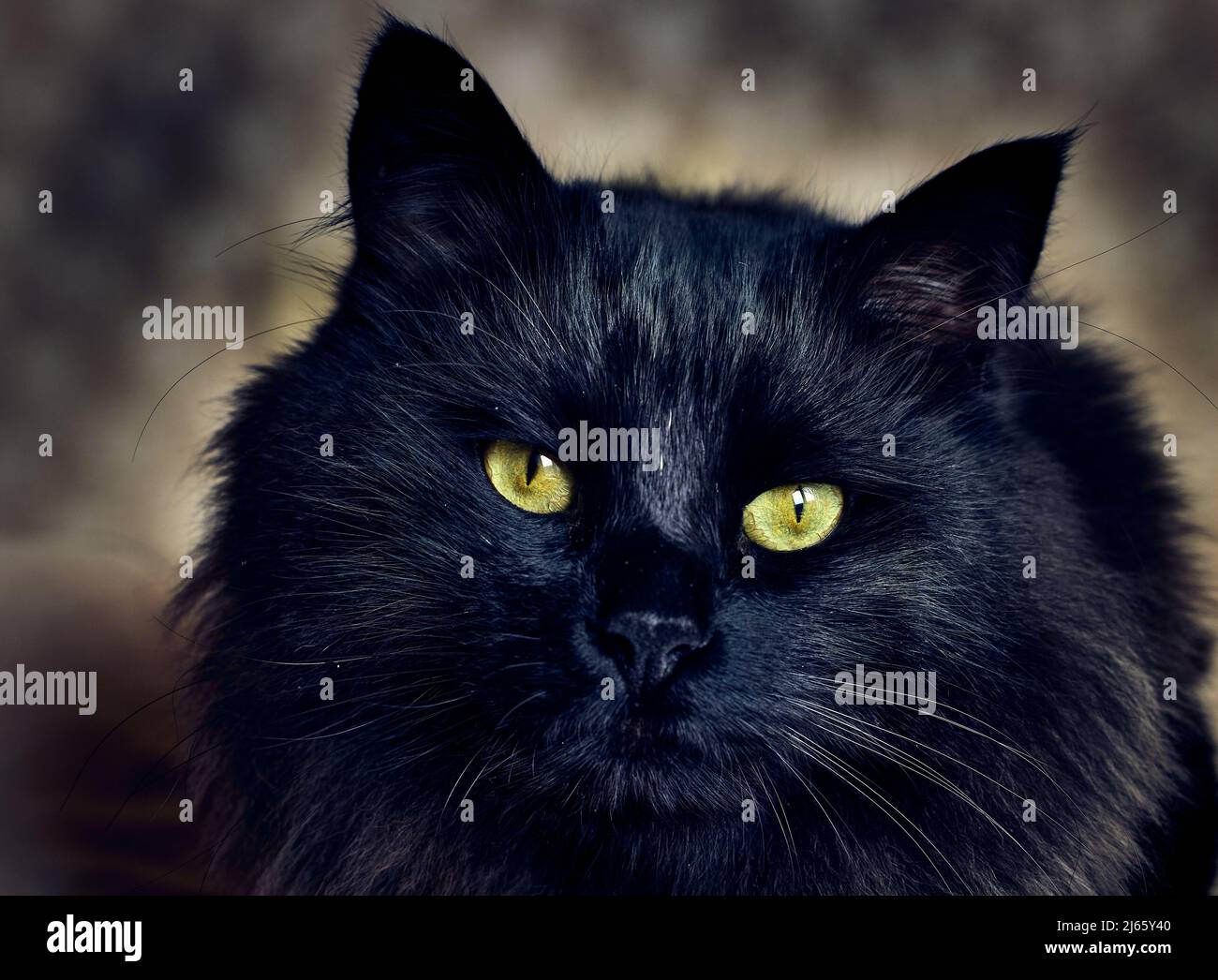 Ritratto di un gatto nero con occhi gialli con sfondo sfocato Foto Stock