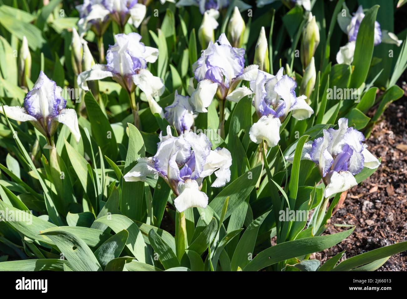 Iris bianco e blu nana in un giardino Foto Stock
