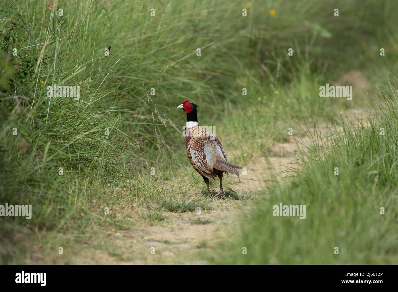 Un faisan au milieu d'un chemin rurale Foto Stock