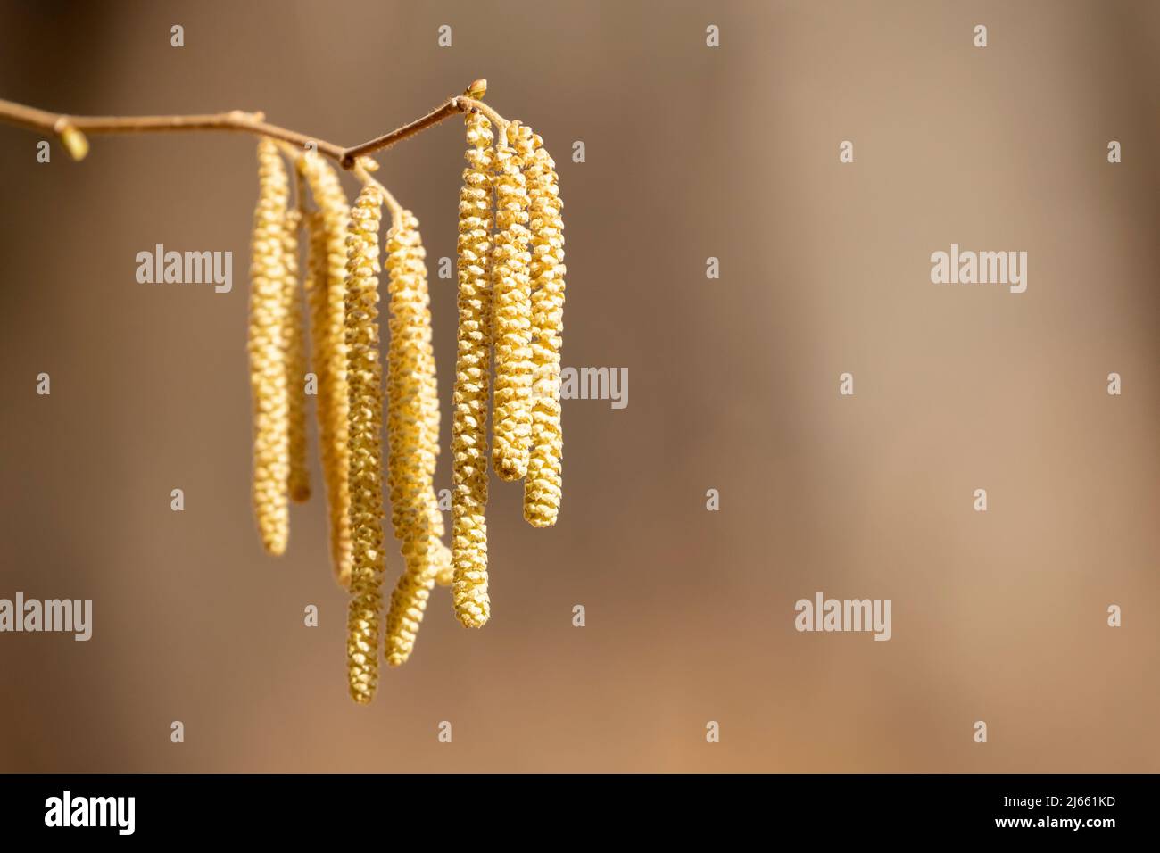 Gattini del nocciolo comune (Corylus avellana) al sole in primavera Foto Stock