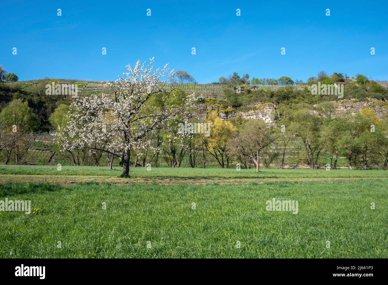Ciliegia fiorente di fronte alla riserva naturale di Felsengarten sul loop di Enz, Muhlhausen sul Enz, Kraichgau, Germania, Europa Foto Stock