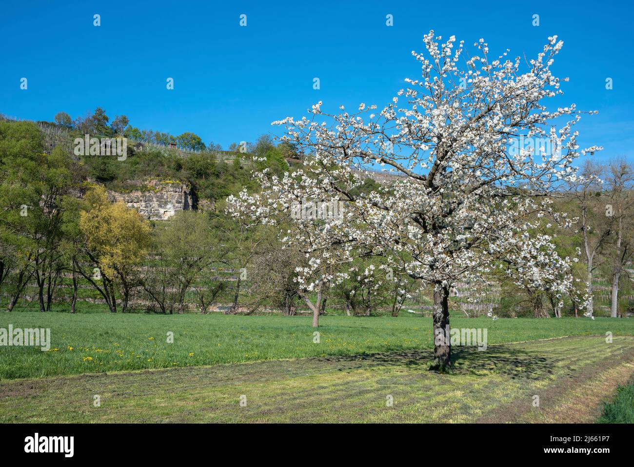 Ciliegia fiorente di fronte alla riserva naturale di Felsengarten sul loop di Enz, Muhlhausen sul Enz, Kraichgau, Germania, Europa Foto Stock