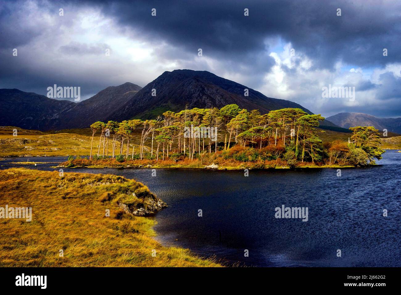 Pine Island, Derryclare Lough, Connemara, Contea di Galway, Irlanda Foto Stock
