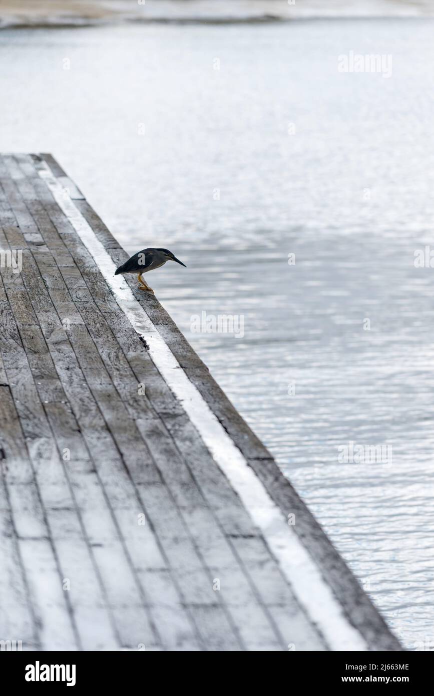 Un Erone striato (Butorides striata) anche, airone di mangrovie, airone piccolo o airone verde-sostenuto si erge sul bordo di un molo a Sydney, Australia Foto Stock