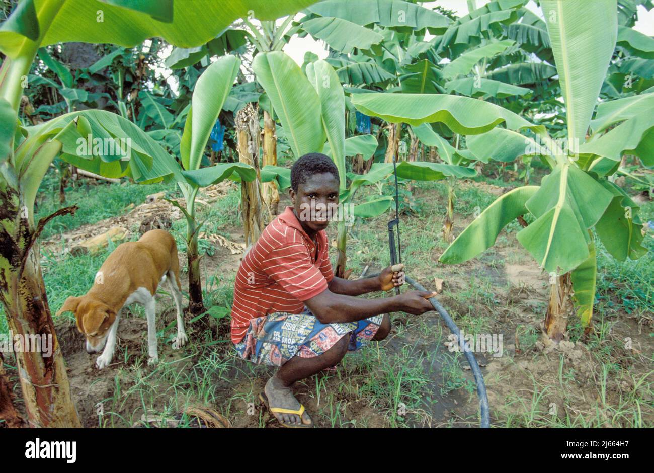Ghana, New Akrade; uomo che irriga la piantagione di banane con un sistema di irrigazione a tubo. Foto Stock