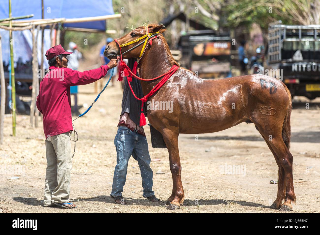 Sumbawa Besar, Indonesia - 16 settembre 2017: Corse di cavalli a Sumbawa Besar, Indonesia. Foto Stock