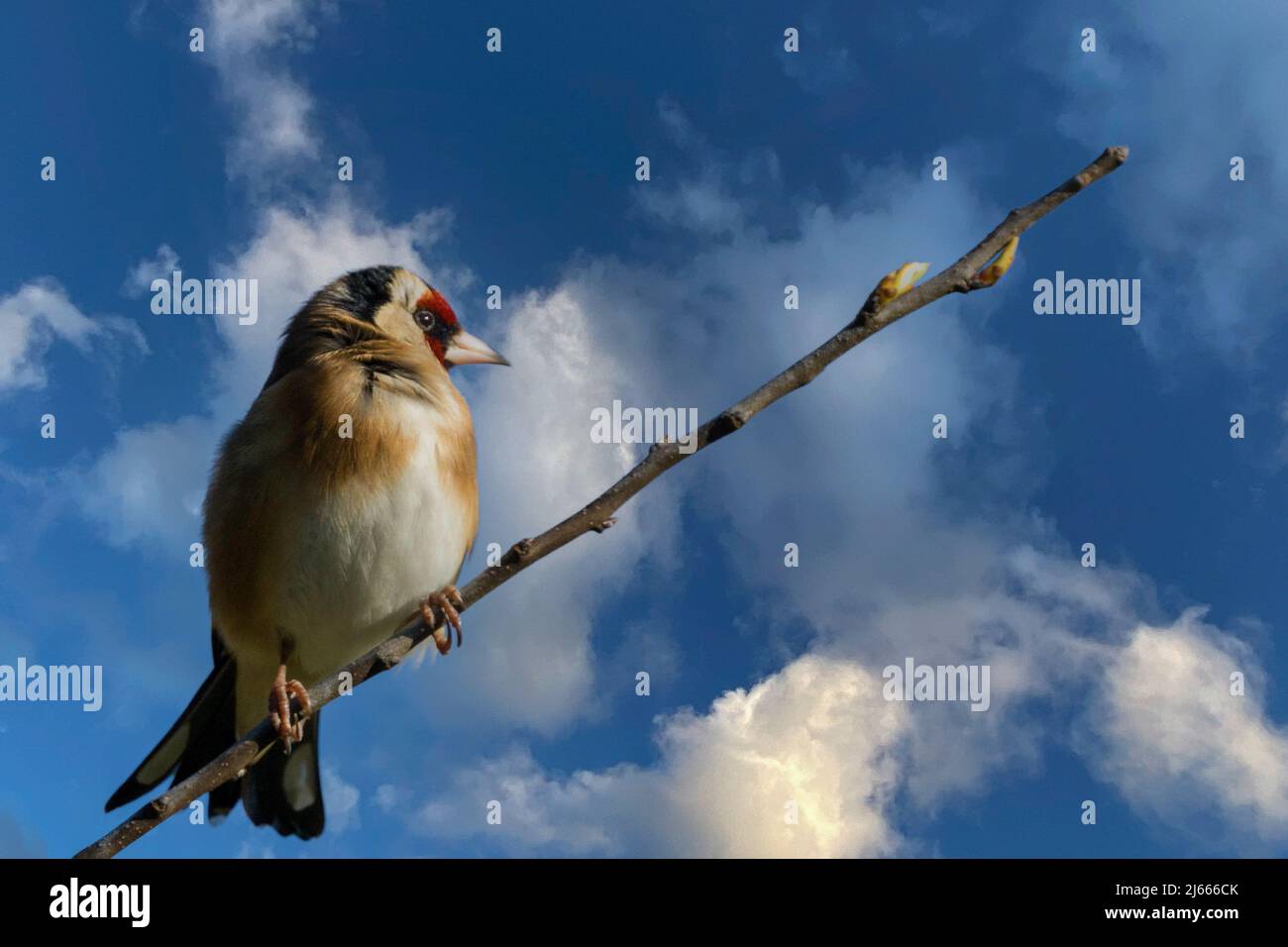 Una vista laterale di un orafo con una faccia rossa e marcature nere intorno ai suoi occhi e una testa bianca e nera arroccata su un ramo di albero. Foto Stock