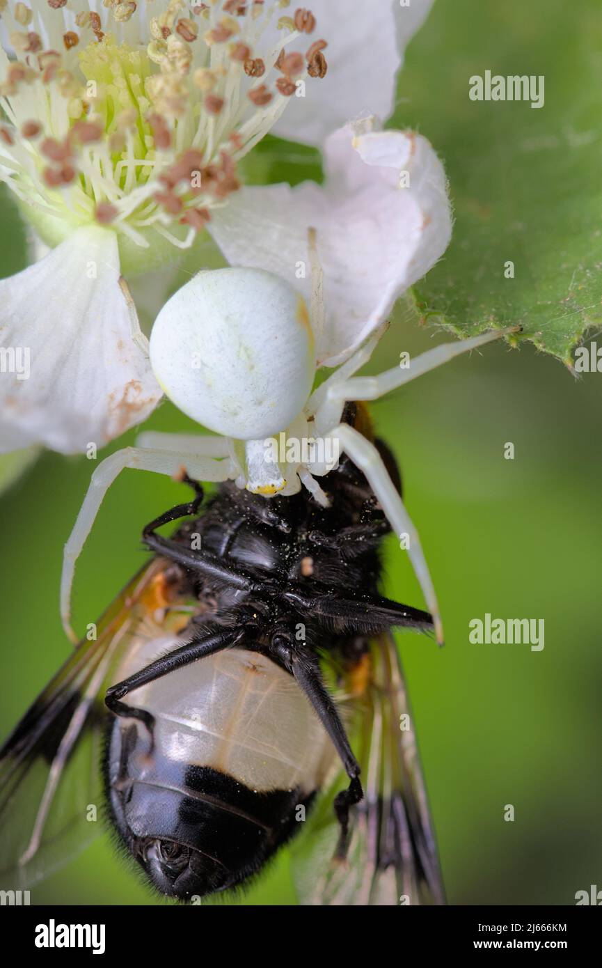 White Flower Crab Spider, Misumena vatia, su un fiore di Bramble con preda di un fly Pellucid, Volucella pellucens, UK Foto Stock