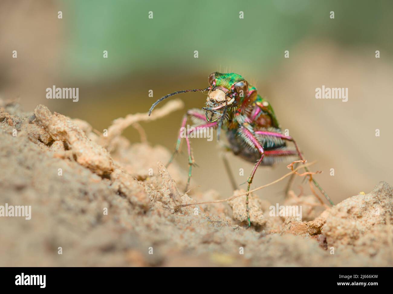 Macro Capo di Un feroce, Agile Predator Green Tiger Beetle, Cicindela campestris, Caccia Prey su sabbia UK Foto Stock