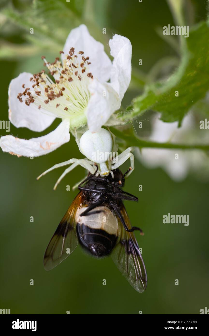 White Flower Crab Spider, Misumena vatia, su un fiore di Bramble con preda di un fly Pellucid, Volucella pellucens, UK Foto Stock