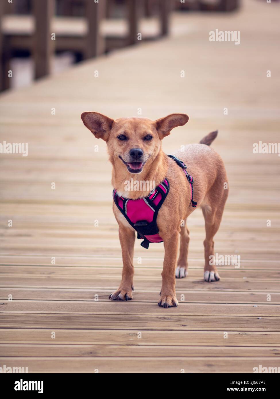 Una femmina cane di razza mista off-guinzaglio con grandi orecchie divertenti in un'imbracatura rosa in piedi da solo su un marciapiede o molo di legno. Composizione verticale Foto Stock