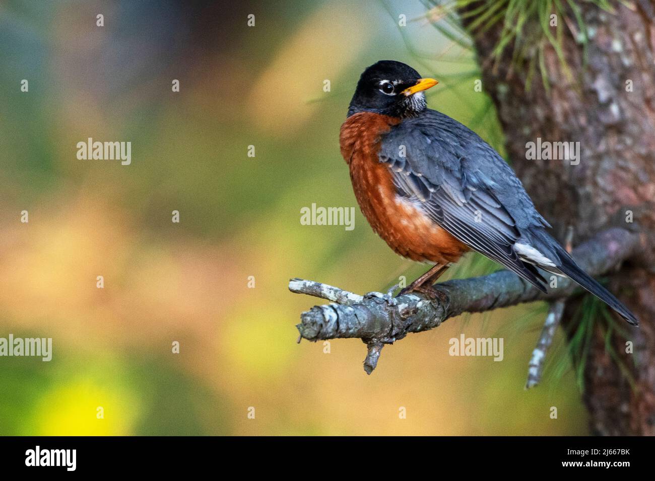 Rapina americana alla fine di aprile luce del mattino presto Foto Stock