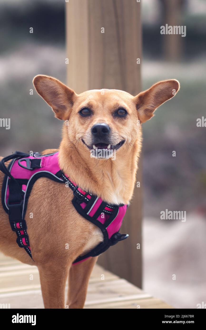 Primo piano di un divertente cane di razza mista con grandi orecchie perky che sorridono felicemente alla macchina fotografica e indossano un'imbracatura rosa in piedi su un molo. Ritratto del cane Foto Stock