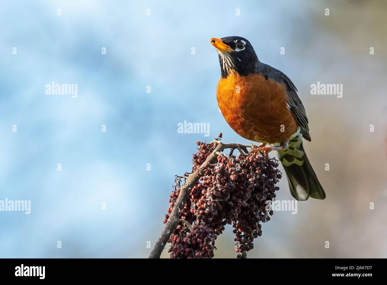 Rapina americana che si nutrono di bacche di sumac a fine aprile Foto Stock