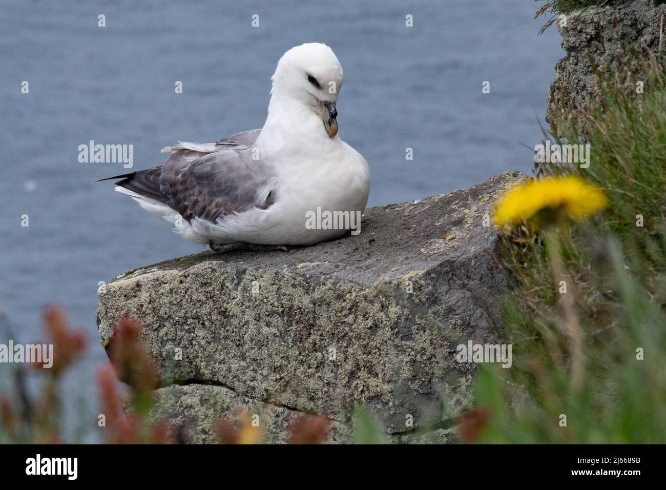 Eissturmvogel am Látrabjarg (Westfjorde) Foto Stock