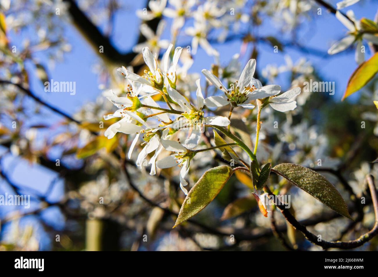 Juneberry, Amelanchier lamarckii, fioritura a Pruhonice, Repubblica Ceca il 24 aprile 2022. (CTK Photo/Libor Sojka) Foto Stock