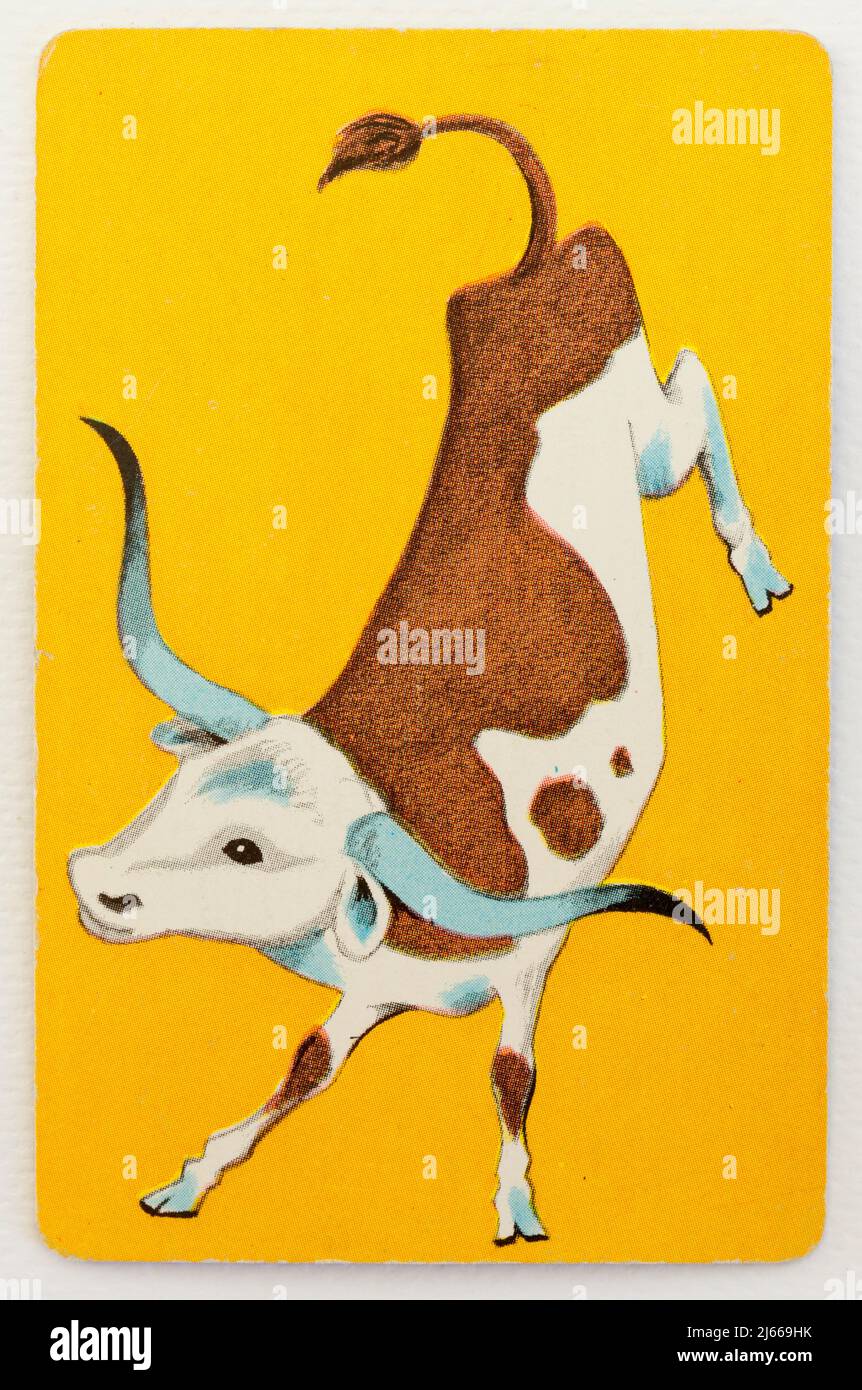 Trail Drive Playing Card - bestiame Longhorn Foto Stock