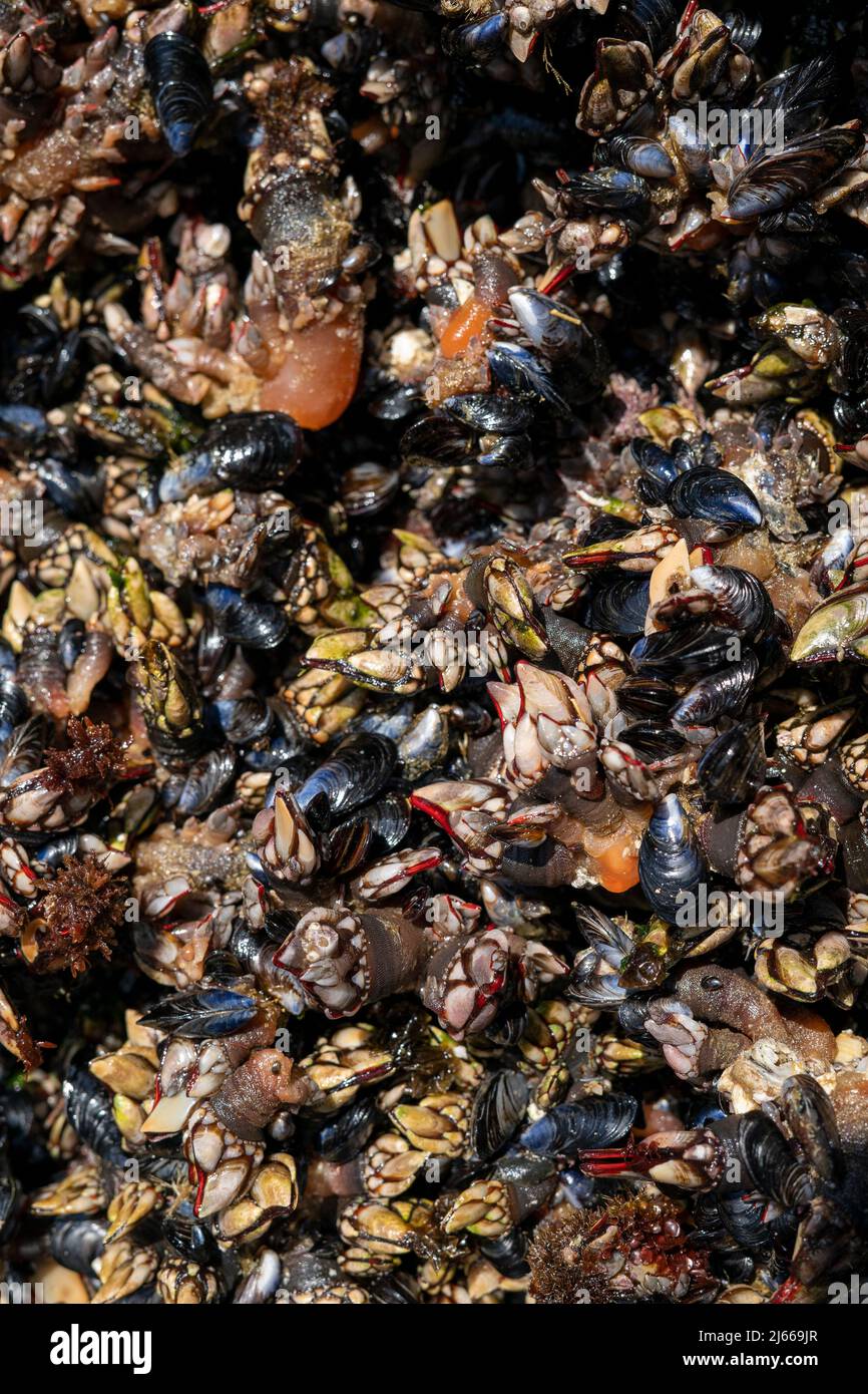 I granai d'oca conosciuti come perceves. Famoso pesce della famiglia dei crostacei Foto Stock