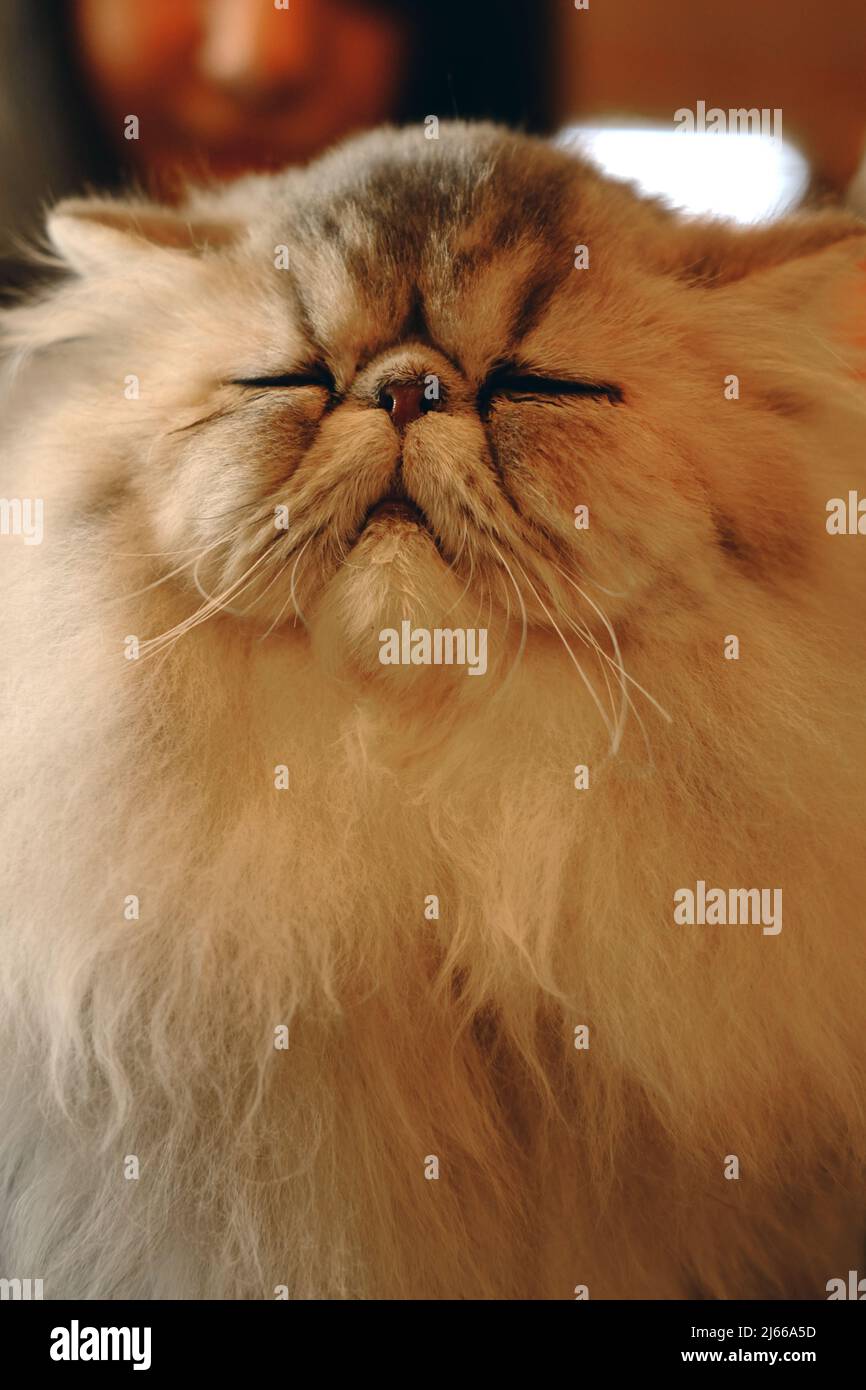 I gatti più belli del mondo durante una mostra a Venezia Foto stock - Alamy