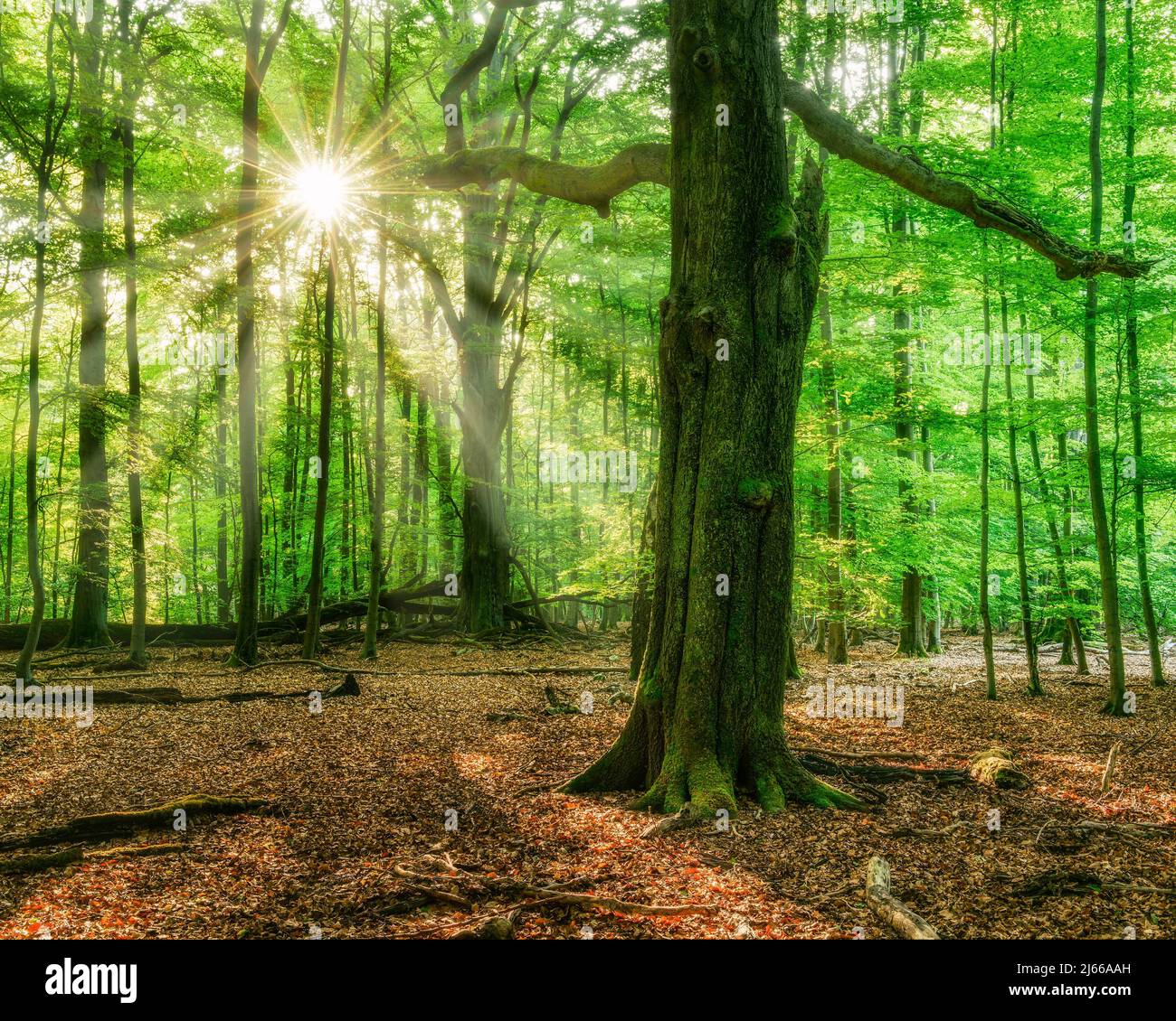 Lichtdurchfluteter unberuehrter Buchenwald mit viel Tholz am fruehen Morgen, Sonne strahlt durch Nebel, Reinhardswald, Hessen, Deutschland Foto Stock