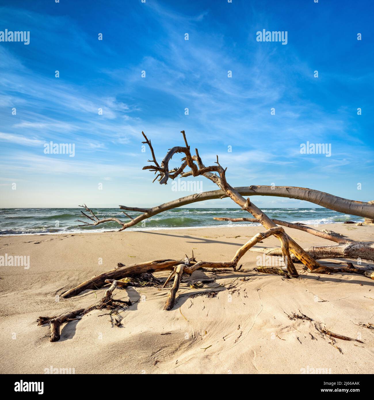 Stiermische Ostsee im Winter, Strand mit entwurzeltem Baum, Halbinsel Fischland-Darss-Zingst, Nationalpark Vorpommersche Boddenlandschaft Foto Stock