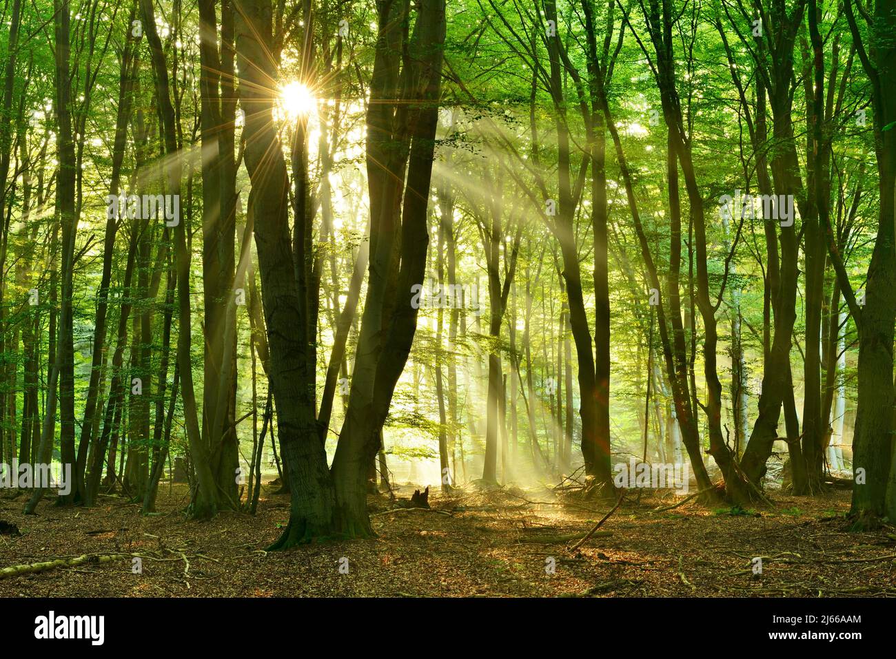Lichtdurchfluteter unberuehrter Buchenwald am fruehen Morgen, Sonne strahlt durch Nebel, Reinhardswald, Hessen, Deutschland Foto Stock