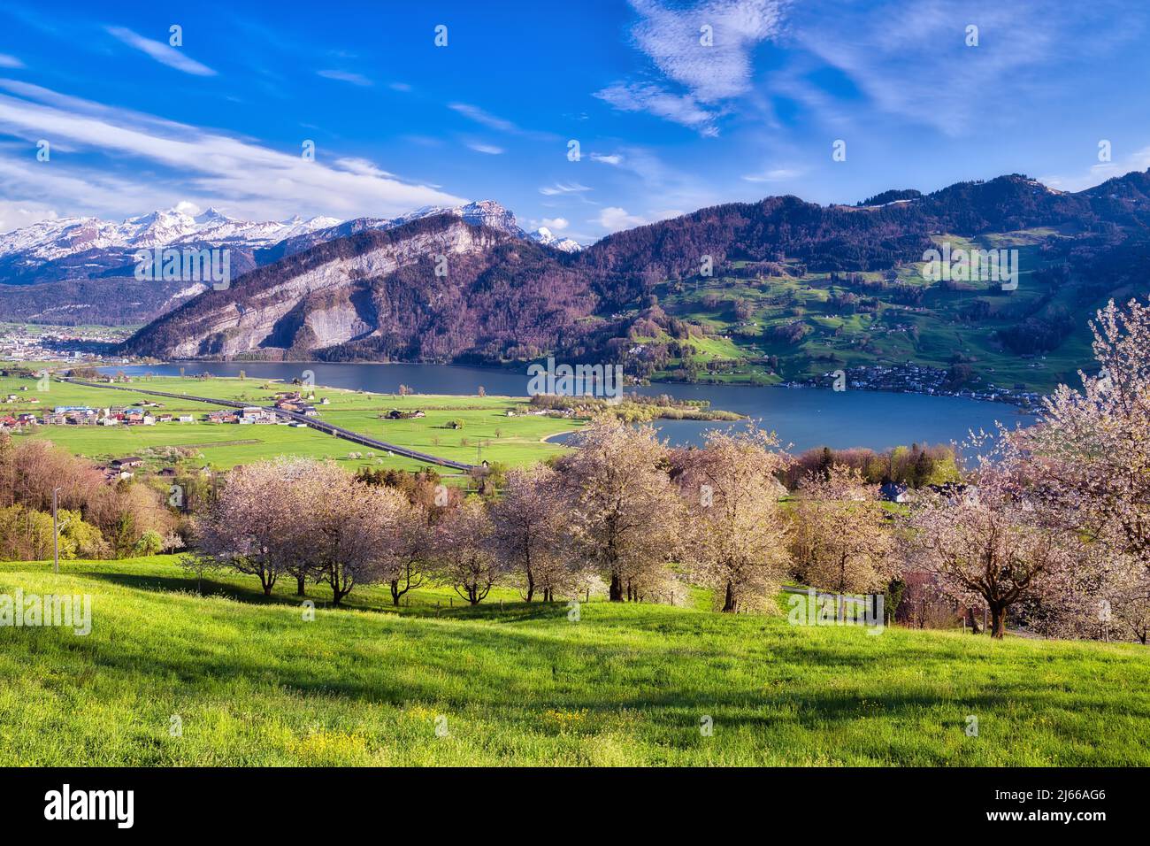 Bluehende Kirschbaeume (Prunus avium) am Lauerzersee, dahinter verschneite Zentralschweizer Alpen, Kanton Schwyz, Schweiz Foto Stock