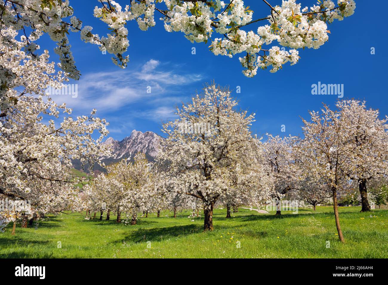 Obstplantage im Fruehling, bluehende Kirschbaeume (Prunus avium), dahinter Berg Klein Mythen, Kanton Schwyz, Schweiz Foto Stock