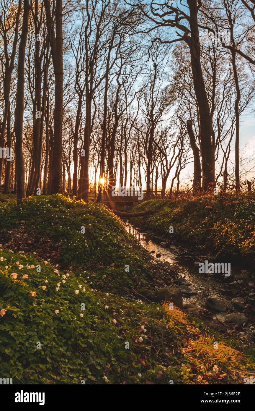 Sonnenuntergang und laenger werdende Schatten im Gespensterwald an der Ostsee, Ostseebad Nienhagen, Mecklenburg-Vorpommern, Deutschland Foto Stock