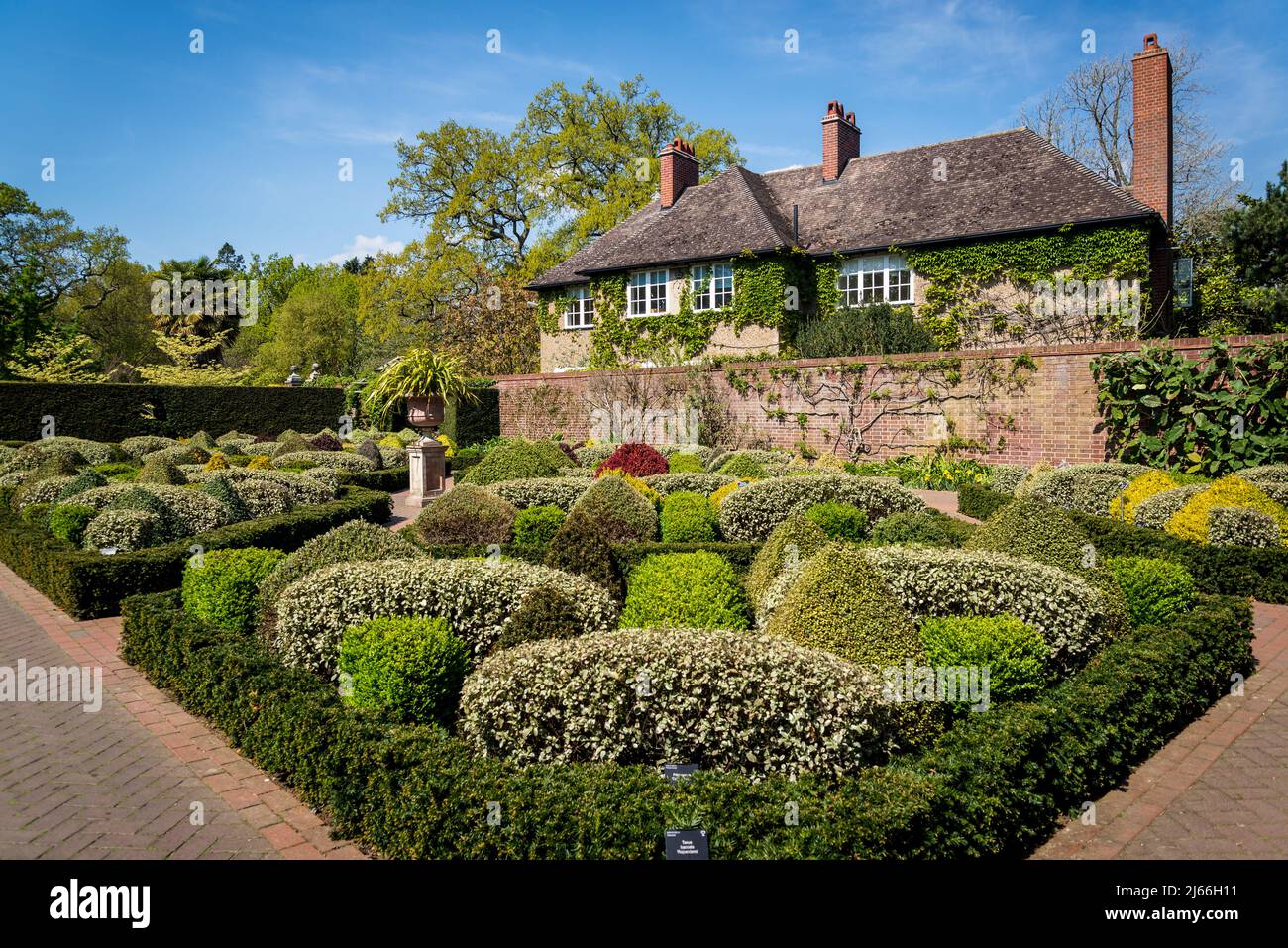 Il giardino del nodo con arbusti topiari e Berberis thunbergii di foglie rosse 'Arancio Rocket' nel Giardino murato a Wisley RHS Garden, Surrey, Inghilterra, Regno Unito Foto Stock
