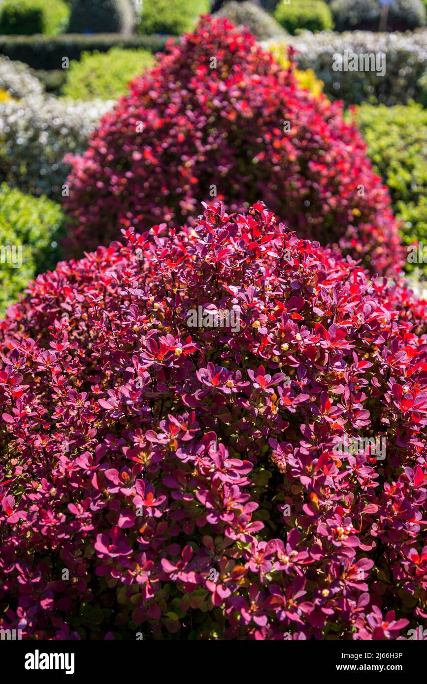 Il giardino del nodo con arbusti topiari e Berberis thunbergii di foglie rosse 'Arancio Rocket' nel Giardino murato a Wisley RHS Garden, Surrey, Inghilterra, Regno Unito Foto Stock
