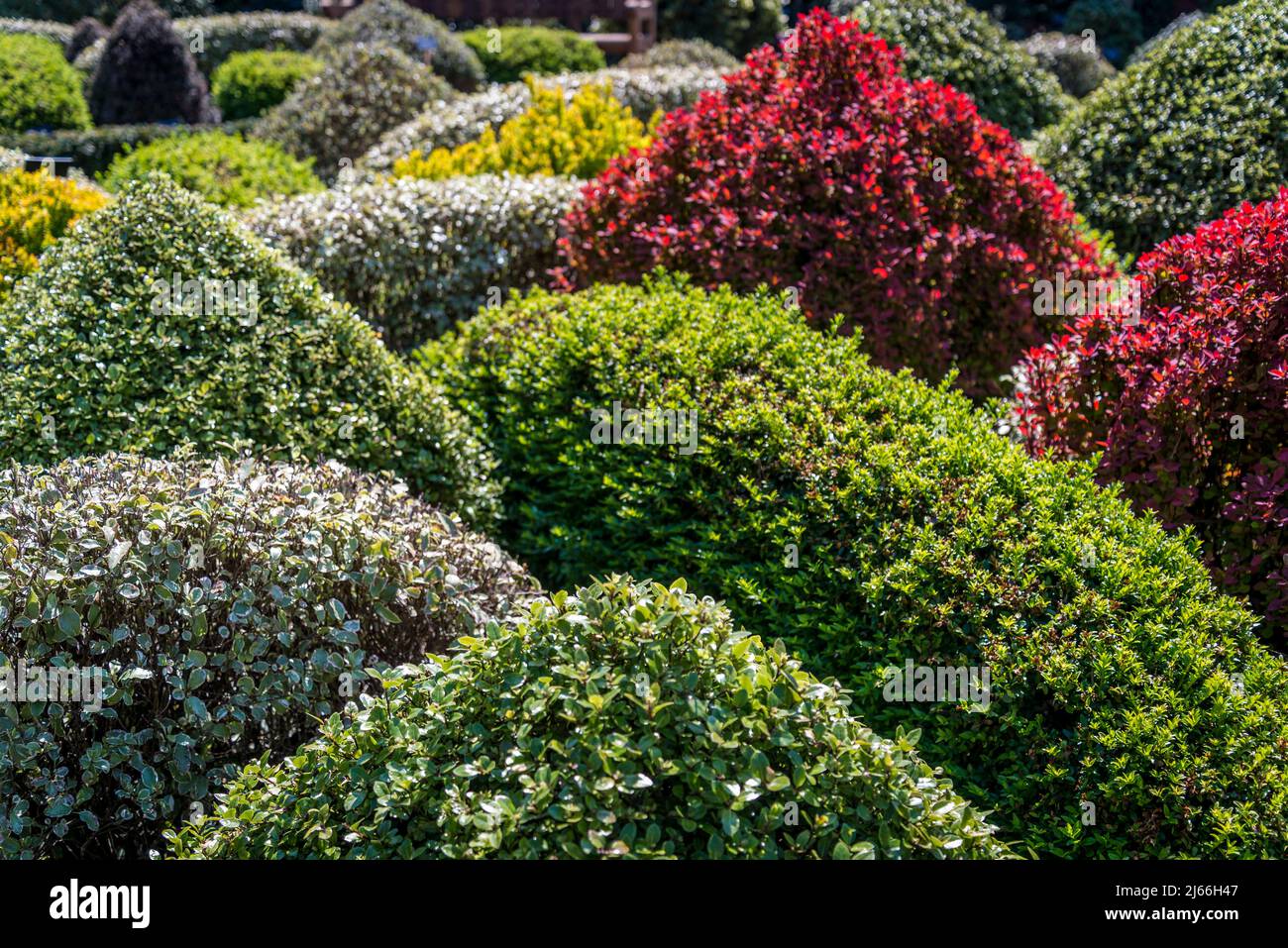 Il giardino del nodo con arbusti topiari e Berberis thunbergii di foglie rosse 'Arancio Rocket' nel Giardino murato a Wisley RHS Garden, Surrey, Inghilterra, Regno Unito Foto Stock