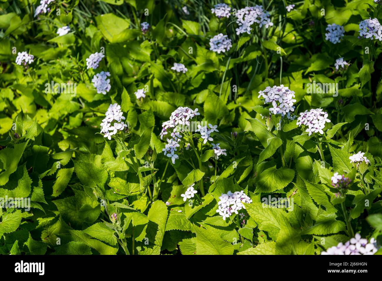 La Lunaria rediviva, conosciuta come l'onestà perenne, è una specie di pianta fiorente della famiglia dei cavoli Brassicaceae Foto Stock