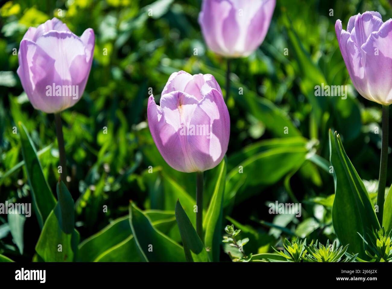 Tulip 'Kansas orgoglioso' Foto Stock