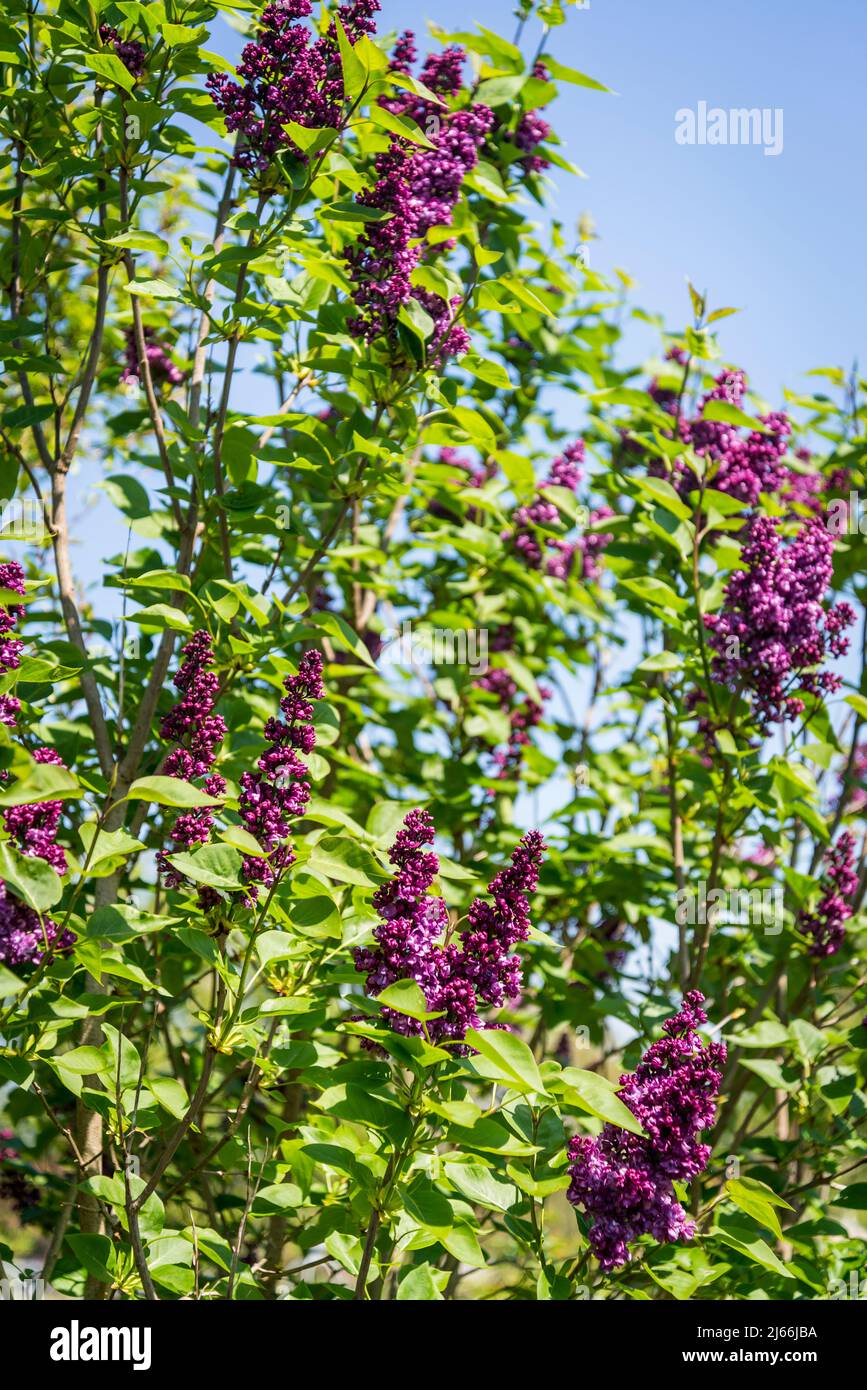Syringa vulgaris 'Charles Joly', arbusto lilla comune Foto Stock