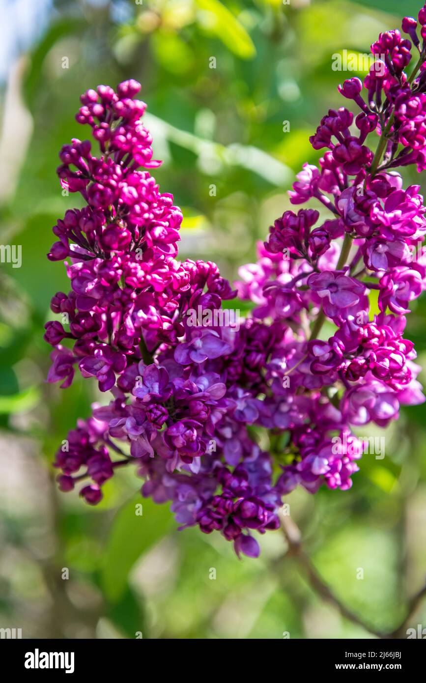 Syringa vulgaris 'Charles Joly', arbusto lilla comune Foto Stock