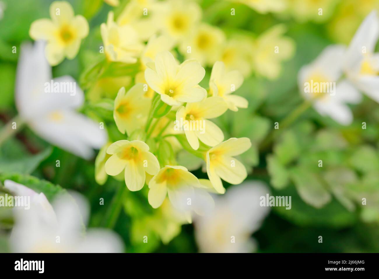 Vertraeumte Nahaufnahme von Bluehenden Schluesselblumen und Schweiz Foto Stock