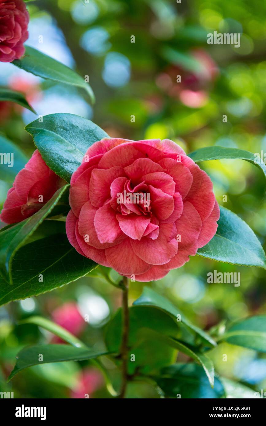 Camellia japonica 'monarca' Foto Stock
