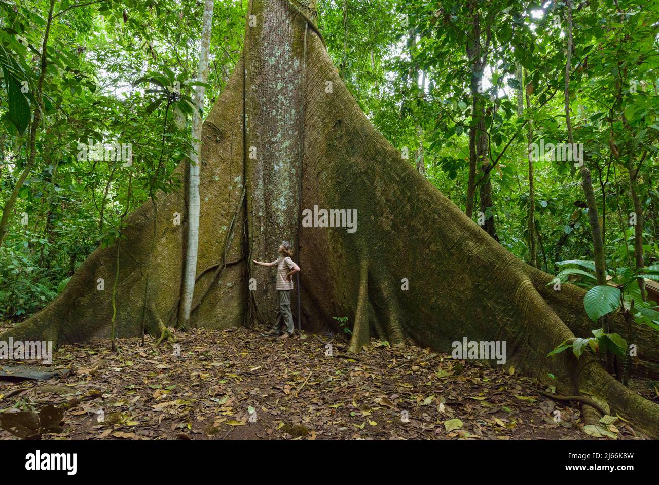 Urwaldbaum mit hohen Brettwurzeln, Mensch steht am Stamm, Groessenvergleich Regenwald, Reserva Forestal la Perla, Provinz Esmeraldas, Ecuador Foto Stock