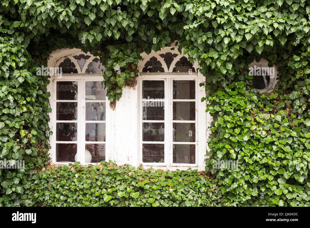 Zwei weisse Sprossenfenster, von Efeu (Hedera Helix) eingewachsen, Deutschland Foto Stock
