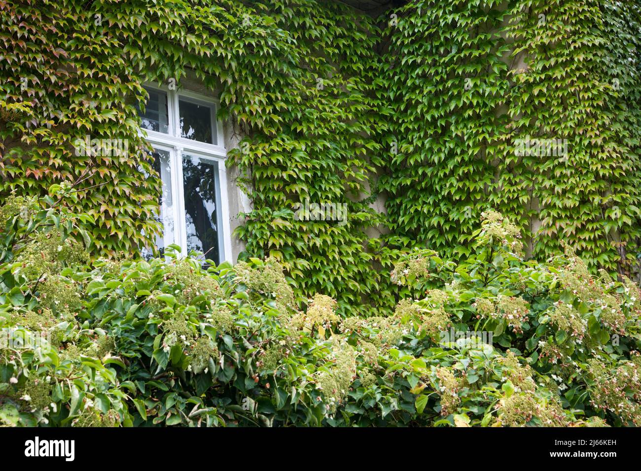 Weisses Holzfenster, von Efeu (Hedera Helix) eingewachsen, Deutschland Foto Stock